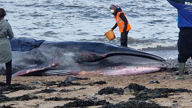 The huge whale sadly died.