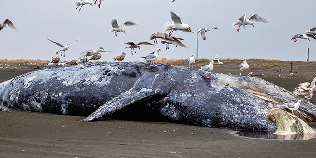 The Gray Whale Die-off | News | North Coast Journal