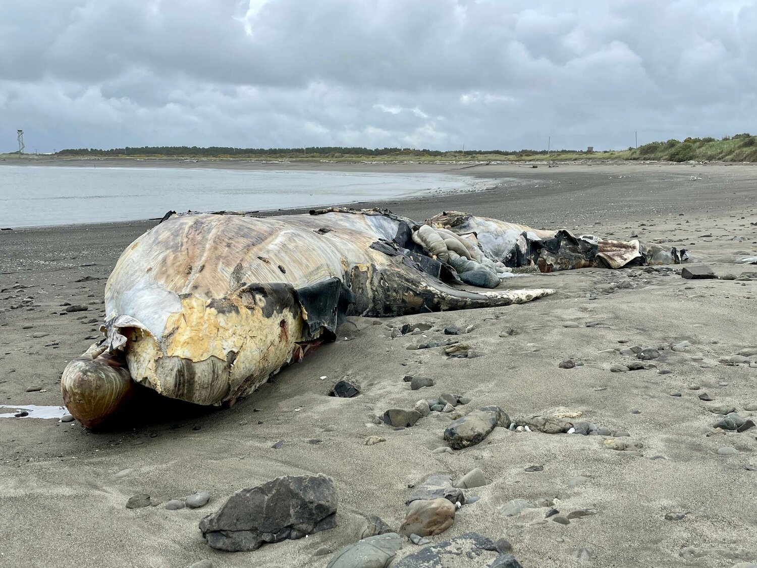 A gray whale carcass that washed ashore in a state park in Westport. (Michael S. Lockett / The Daily World)